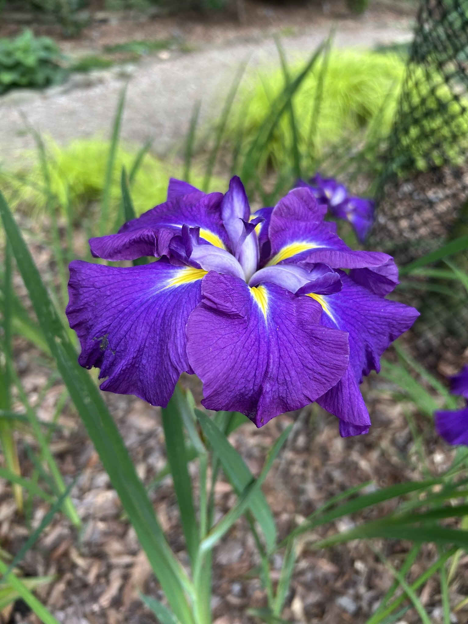 Iris — MapleWalk Garden